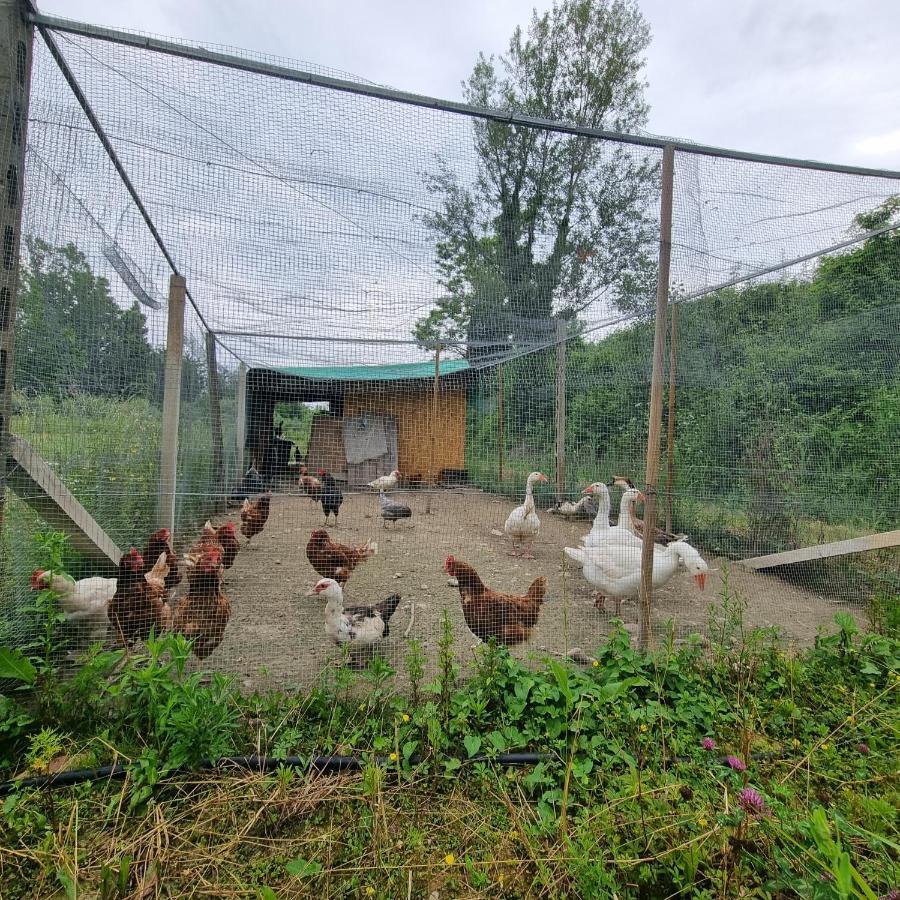 Corte Bottura Agriturismo Castelnuovo del Garda Zewnętrze zdjęcie