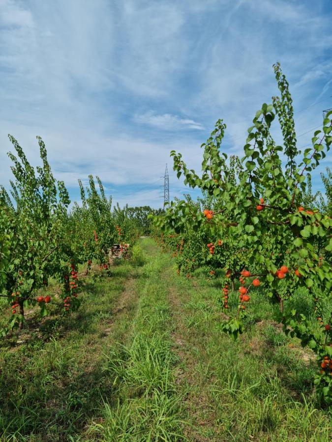 Corte Bottura Agriturismo Castelnuovo del Garda Zewnętrze zdjęcie